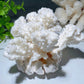 White Coral Stone Specimen Bulk Wholesale