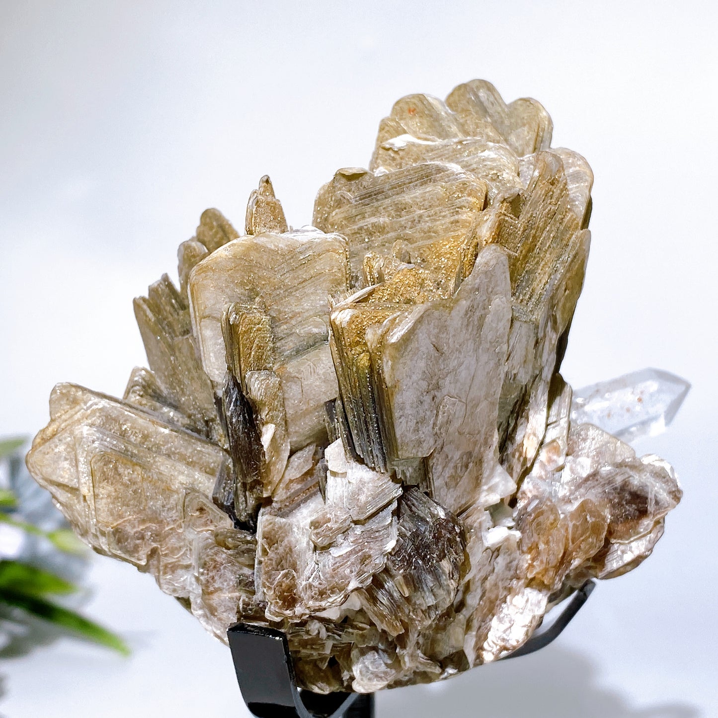 Unique Golden Mica Grow with Aquamarine Black Tourmaline & Quartz Specimen with Stand Crystal Healing Bulk Wholesale