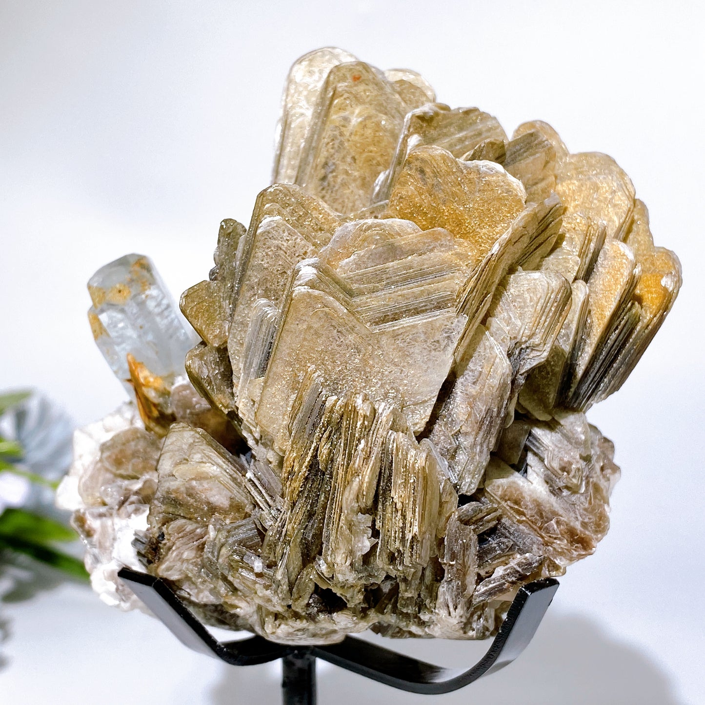 Unique Golden Mica Grow with Aquamarine Black Tourmaline & Quartz Specimen with Stand Crystal Healing Bulk Wholesale