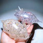 Crystal Chips Infused Squishy Toy Stress Relief Toy Wholesale