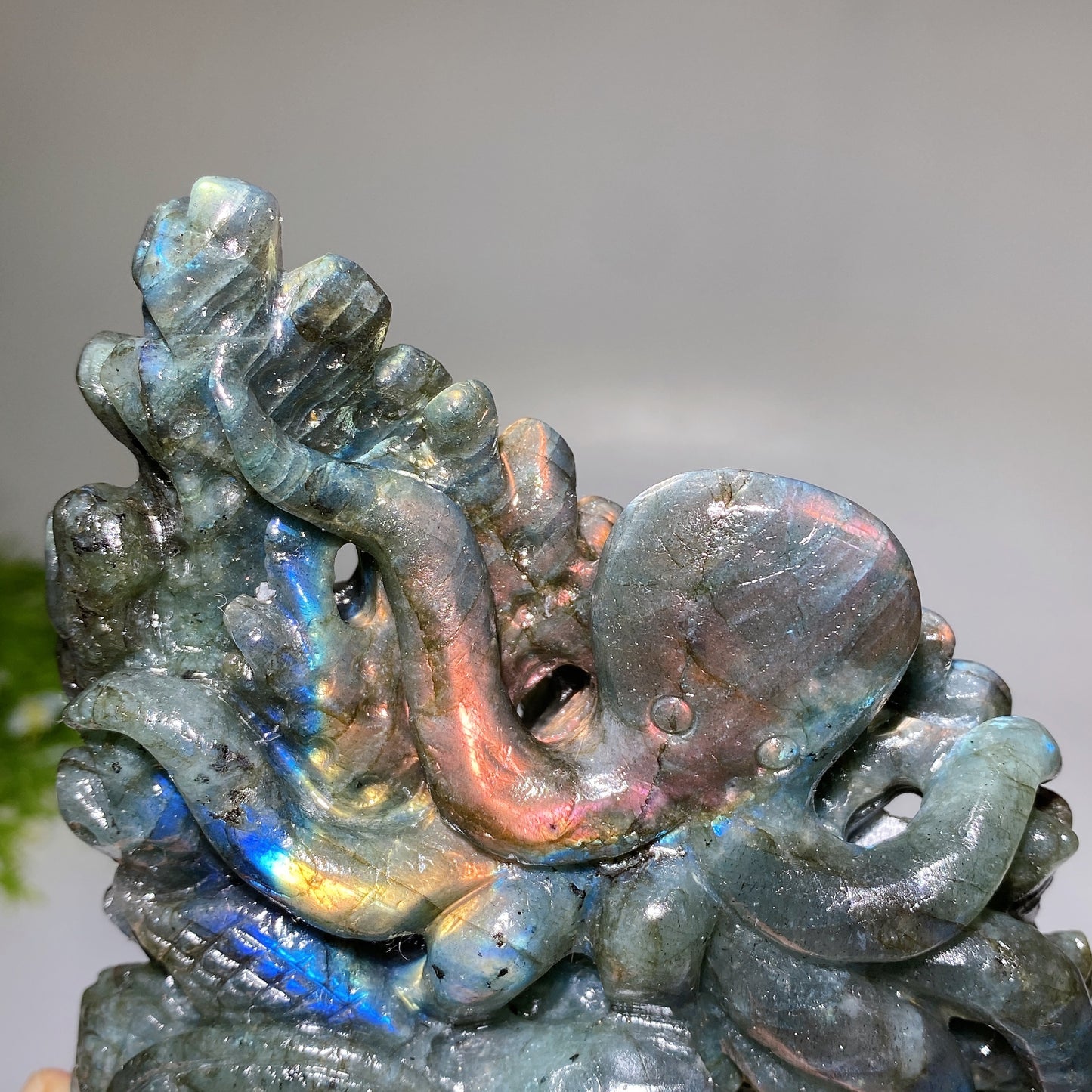 14cm Unique Labradorite Ocean World Fish Turtle Octopus Carving Crystal Healing Bulk Wholesale