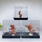 Copper Tree with Display Box Free Form Crystal Healing Bulk Wholesale