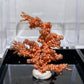 Copper Tree with Display Box Free Form Crystal Healing Bulk Wholesale