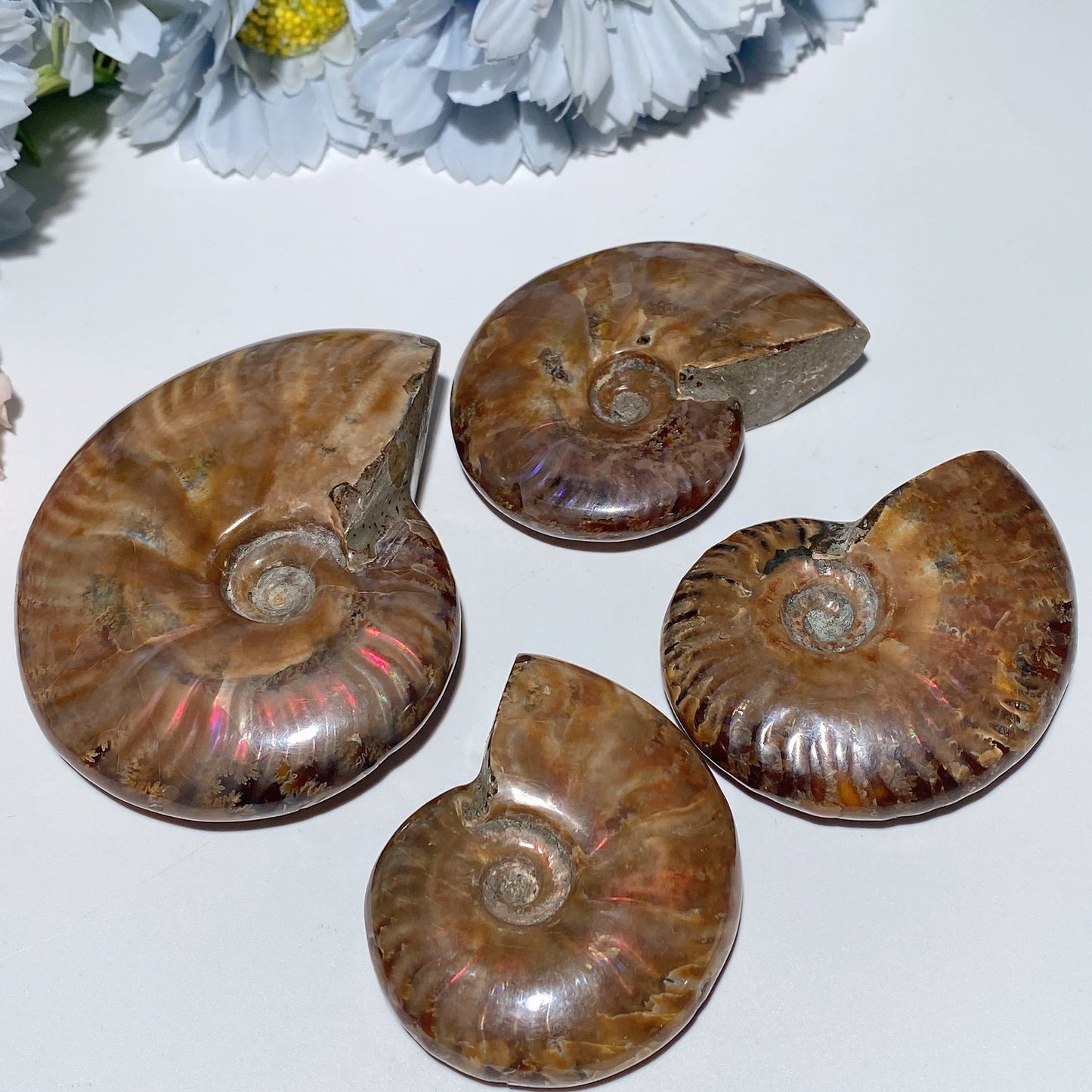 2.0"-3.0" Ammonite Specimen Bulk Wholesale