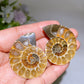1.4"-2.0" Ammonite Specimen Crystal Healing Bulk Wholesale