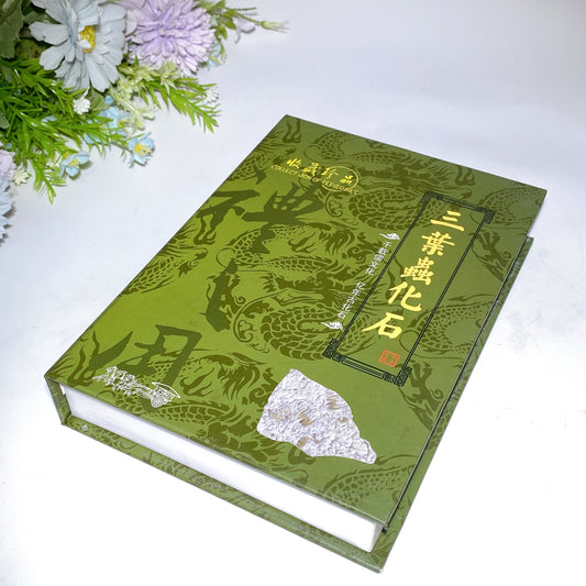 Fossil Trilobite Specimen Free Form with Gift Box Crystal Healing Bulk Wholesale