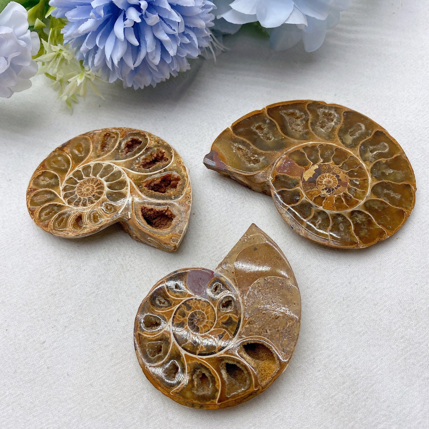 2.5"-3.2" Ammonite Bulk Wholesale